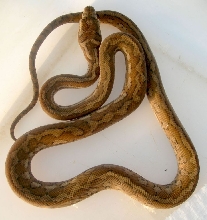 Coastal Carpet hatchling