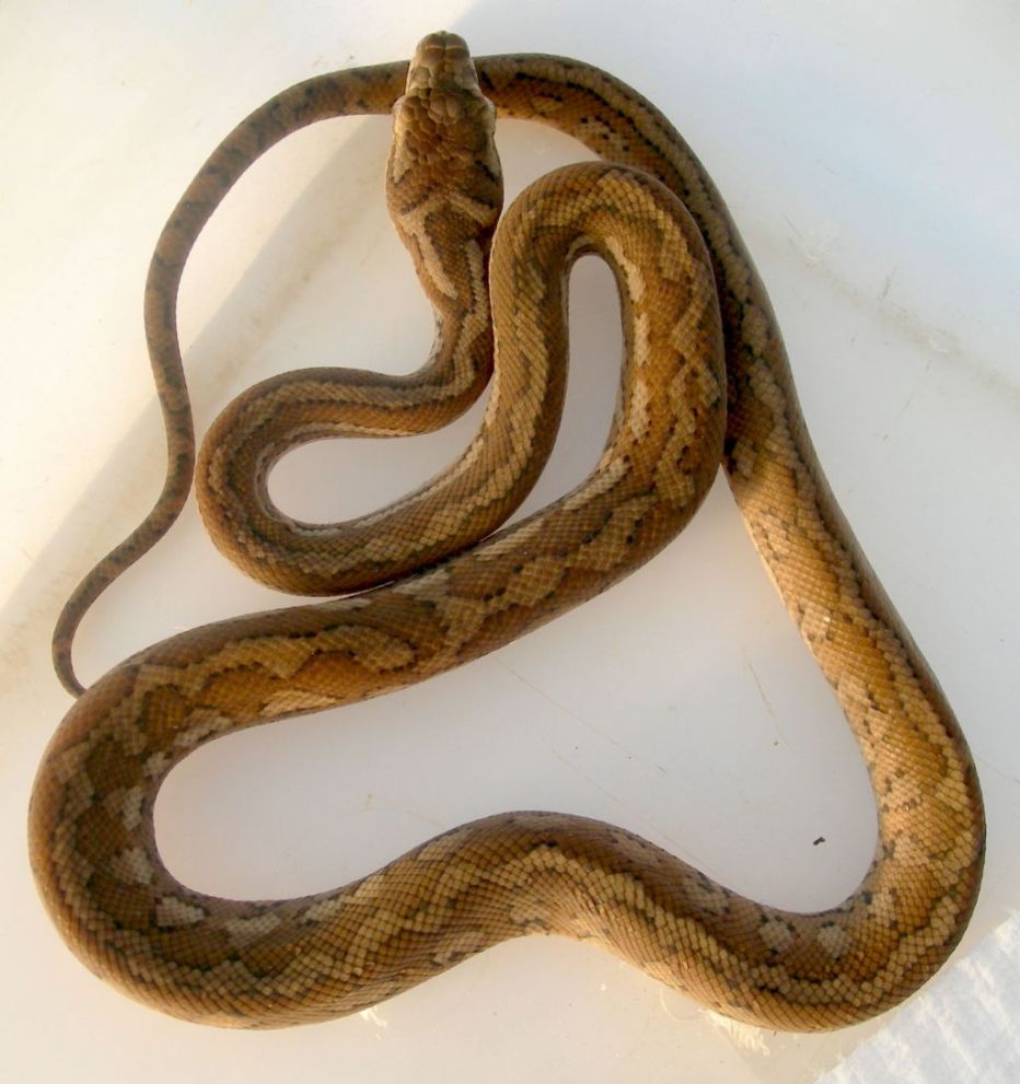 Coastal Carpet hatchling