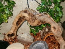 Gizzy 3-19-06