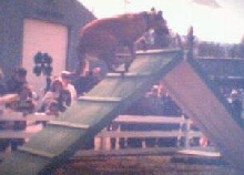 Brandy on the A-Frame