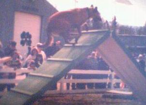 Brandy on the A-Frame