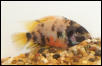 calico convict cichlid