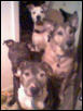 The crew
