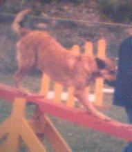 Brandy on the Teeter