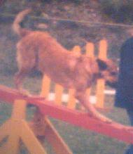 Brandy on the Teeter