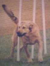 Brandy in the Weave Poles