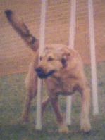 Brandy in the Weave Poles