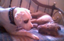 Silly pups