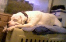 Lily being lazy