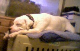 Lily being lazy
