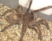 goliath1