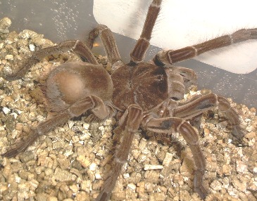 goliath1