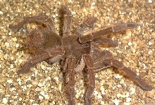goliath7.1