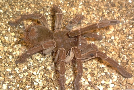 goliath7.1