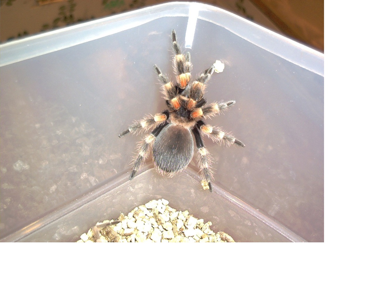 Red knee
