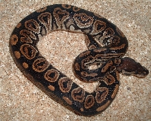 BP M