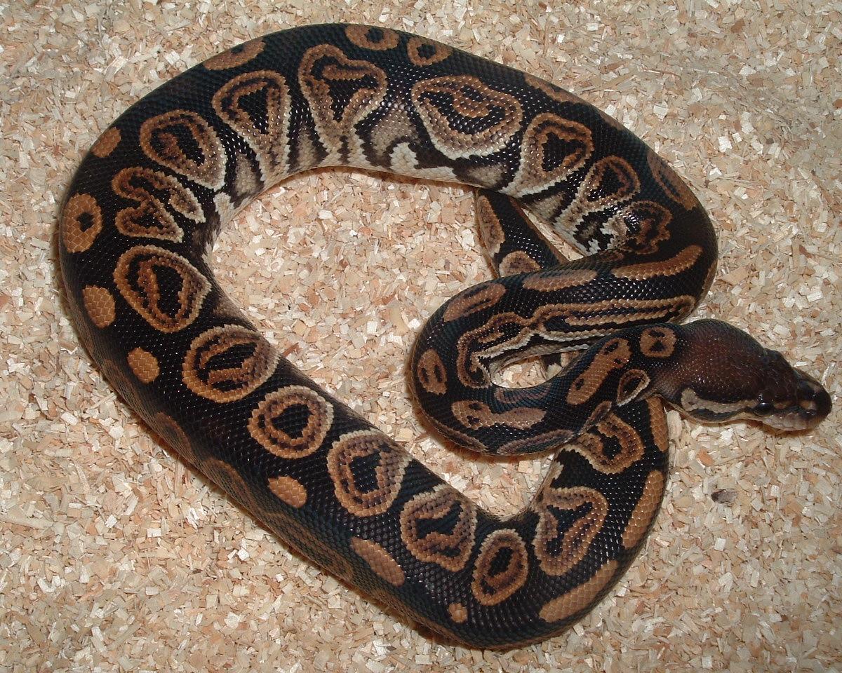 BP M