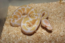 a1
