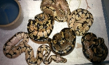 bb1
