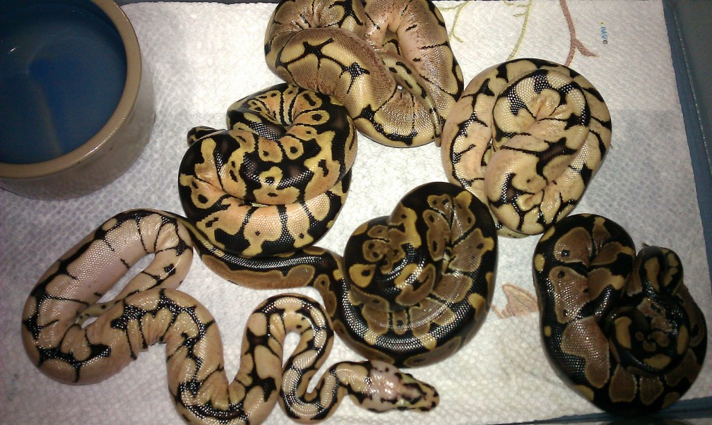 bb1