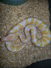 female 1 2014