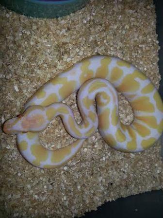 female 1 2014
