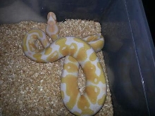 female 2 2014