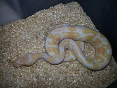 female 3 2014