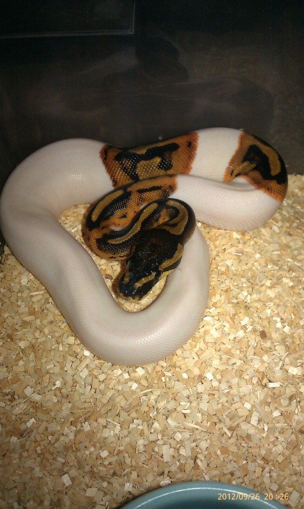 h2