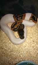 h1