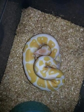 male 1 2014