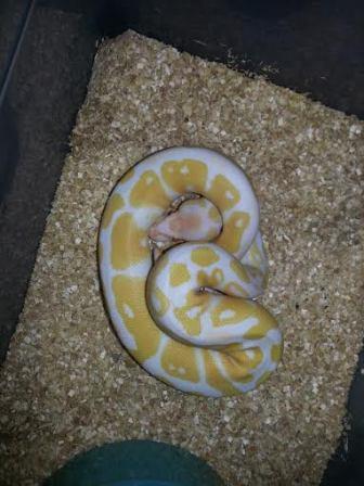 male 1 2014