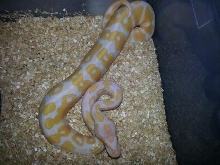 male 2 2014