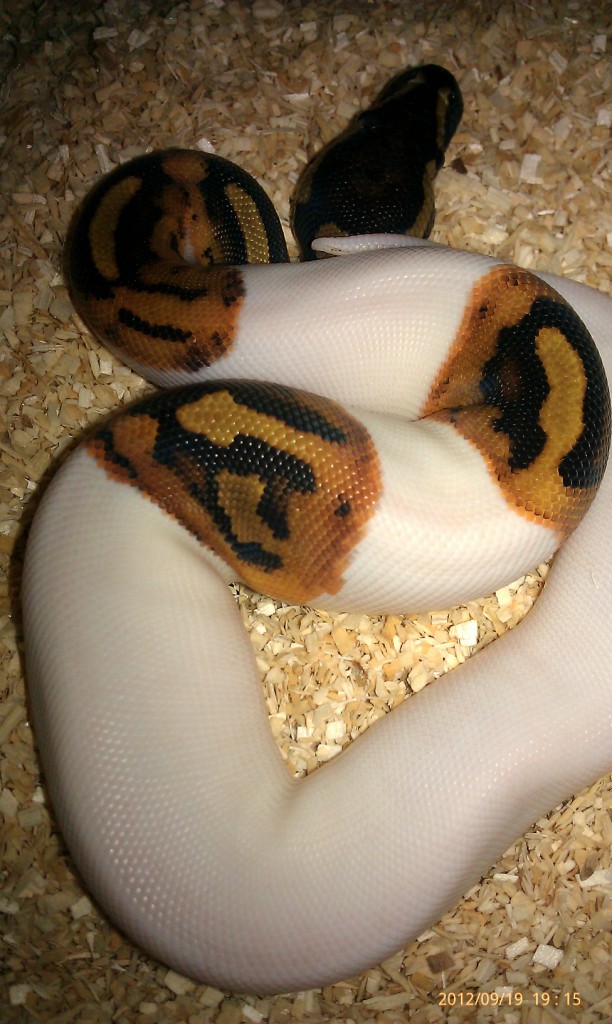 p2