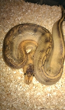 c1
