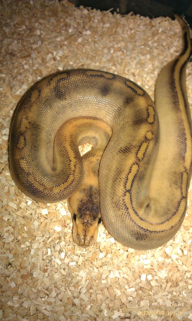 c1