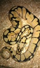 b1