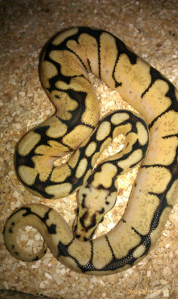 b1