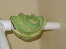 nabire type GTP from bushmaster