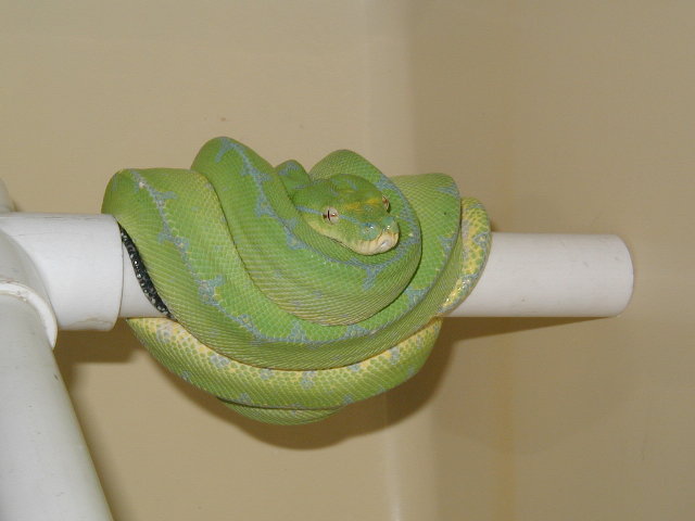 nabire type GTP from bushmaster