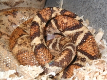02 pair copulating