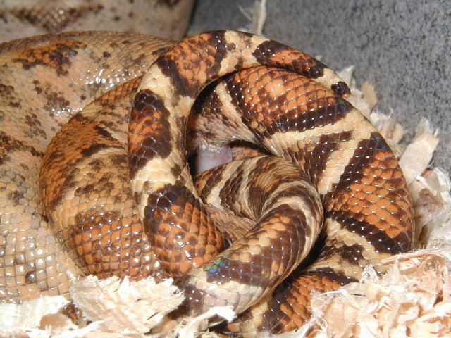 02 pair copulating