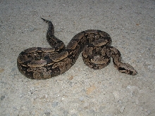 female BCA #2