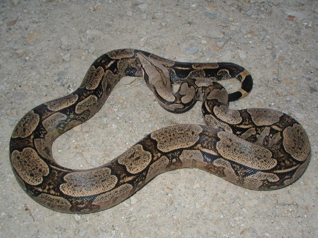 male BCA #2