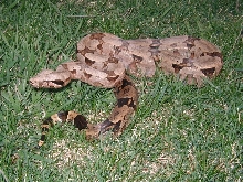 male BCA #3 pic 3