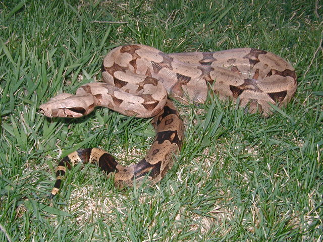 male BCA #3 pic 3