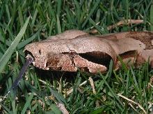 male BCA #3 pic 2