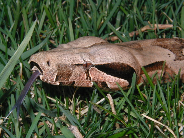 male BCA #3 pic 2