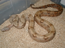 02fHog1-holdback from Lemke litter