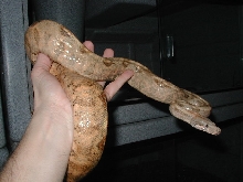 nice 02 female Lemke line hog